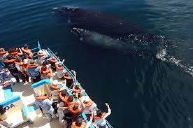 Paquete a Puerto Madryn - Viajes por Argentina [ARGENTINA]