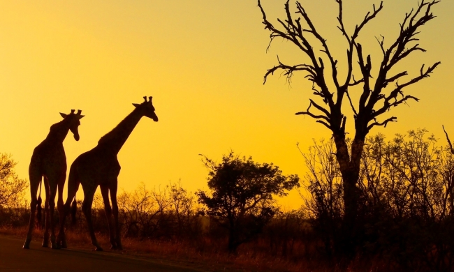 Sudafrica con Ciudad del Cabo y Safari en el Parque Kruger