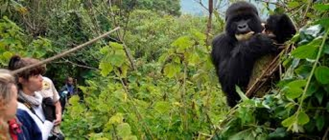 Paquete Gorilas en Rwanda 