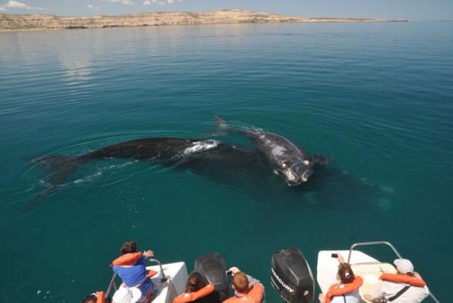 Observao de baleias na Patagnia Argentina desde Brasil 