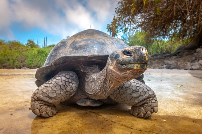 Paquete a Galapagos desde Argentina 