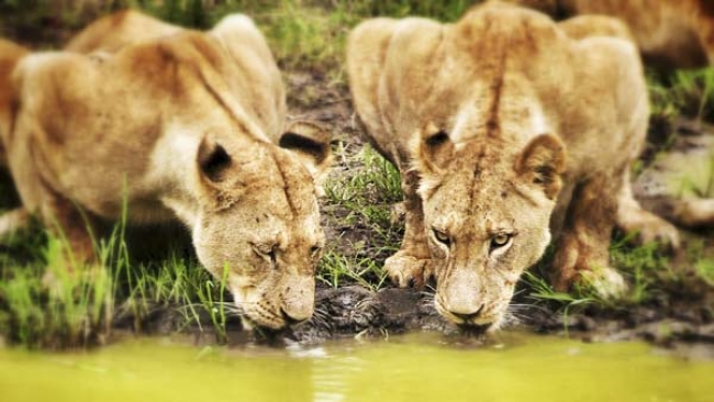 Paquete a Tanzania desde Argentina con Safari al Serengueti