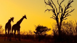Paquete a Sudfrica