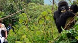 Paquete Gorilas en Rwanda 