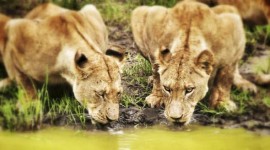 Paquete a Tanzania desde Argentina con Safari al Serengueti