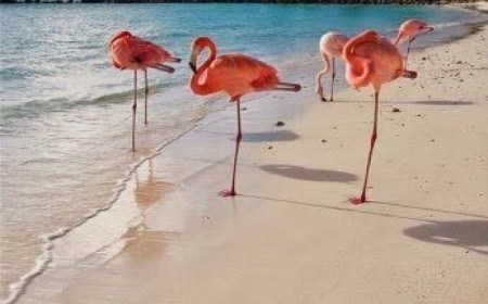 Paquete a Aruba desde Argentin...