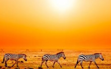 Viaje a Etiopia desde argentin...