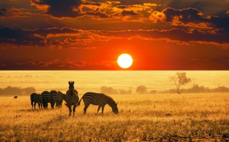 Viaje Grupal a Sudfrica con M...