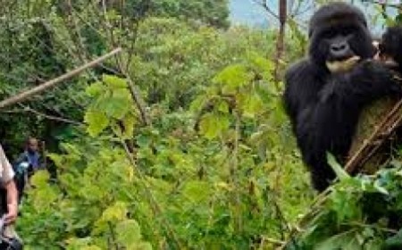 Paquete Gorilas en Uganda