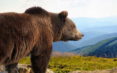 Salida grupal a Alaska desde A...