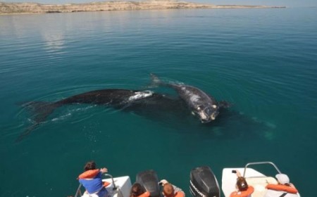 Paquete para Avistaje de Balle...