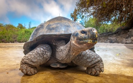 Paquete a Galapagos desde Arge...
